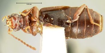 Media type: image;   Entomology 6590 Aspect: habitus ventral view
